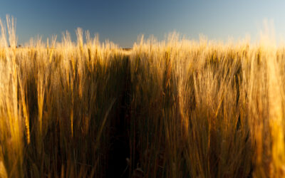 Farmers Terms of Trade