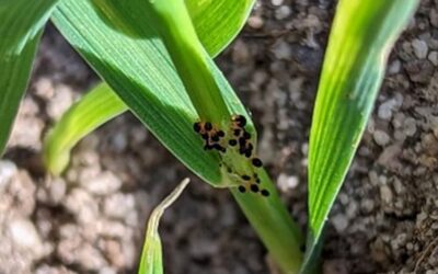 Managing Red-Legged Earth Mite Insecticide  Resistance