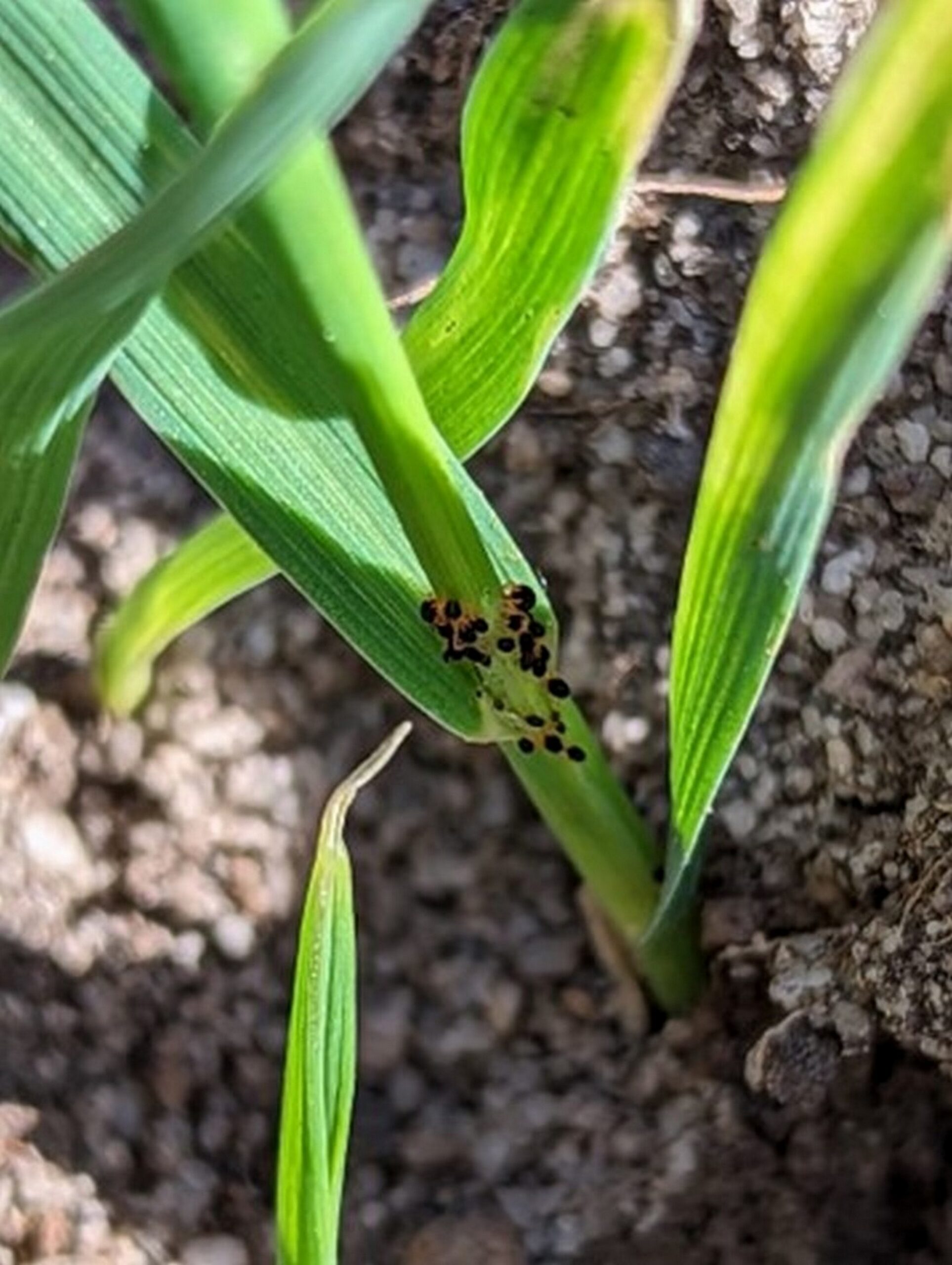 Managing Red-Legged Earth Mite Insecticide Resistance