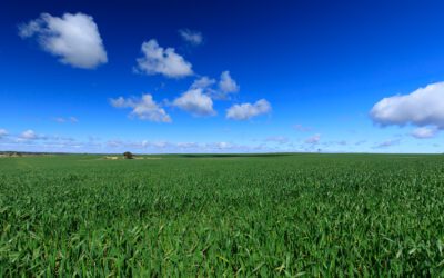 It’s a mixed bag so far this season  so take your own circumstances  into account when estimating likely crop yields.